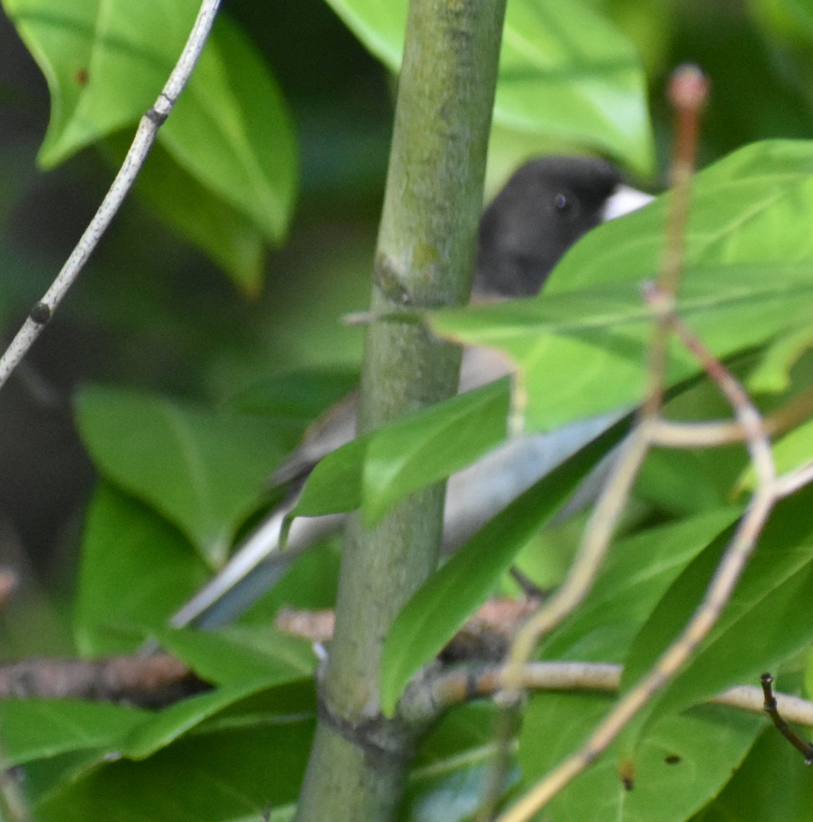 Junco ardoisé - ML620478542