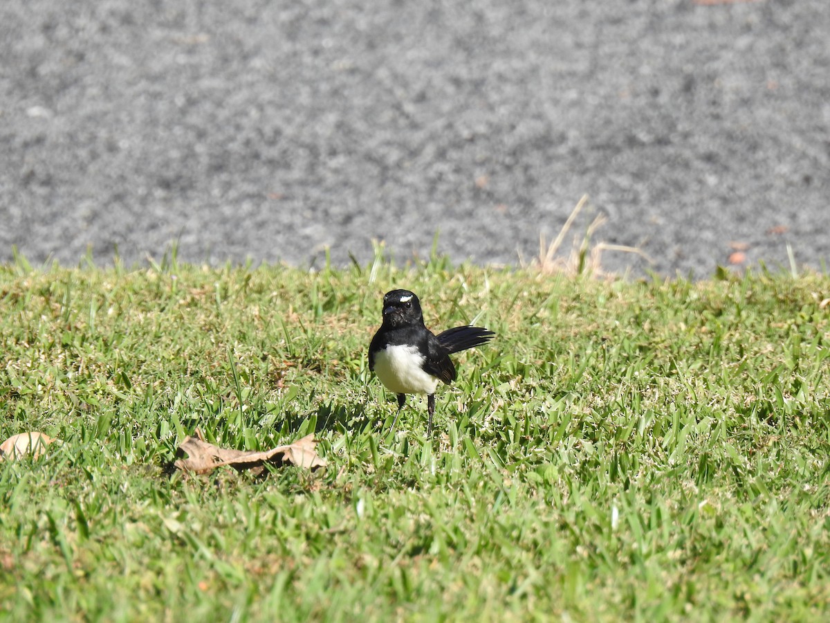 Willie-wagtail - ML620478543