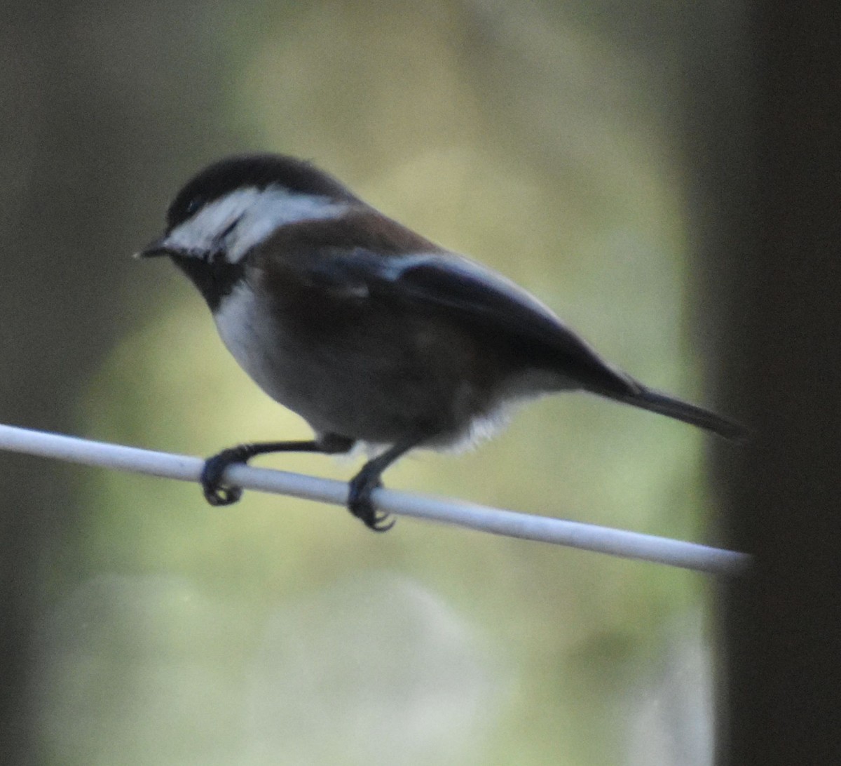 Chestnut-backed Chickadee - ML620478544