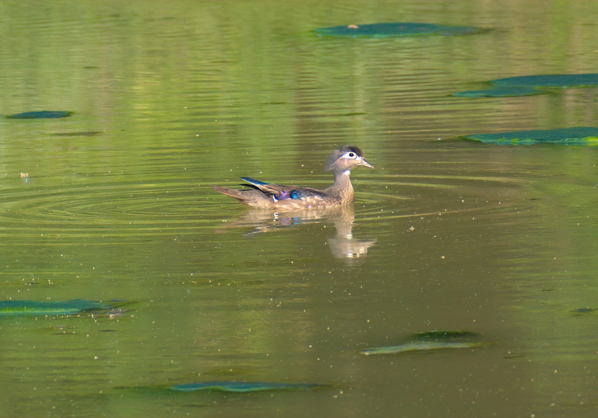 Wood Duck - Dan Wyrostek