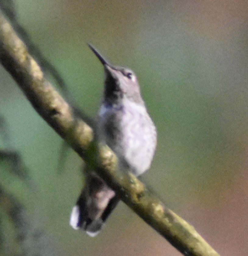 Anna's Hummingbird - ML620478550