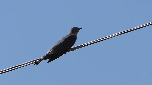 Common Hawk-Cuckoo - ML620478554