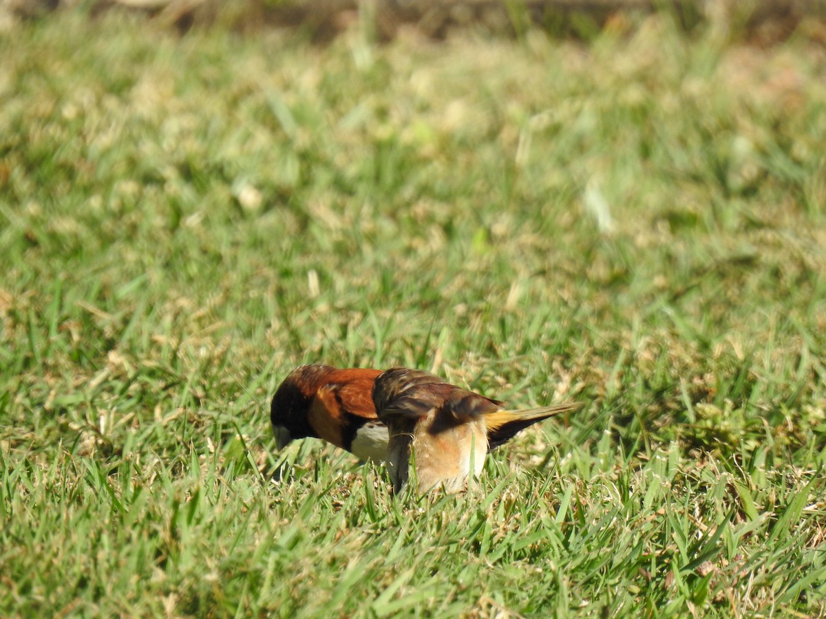 Chestnut-breasted Munia - ML620478563