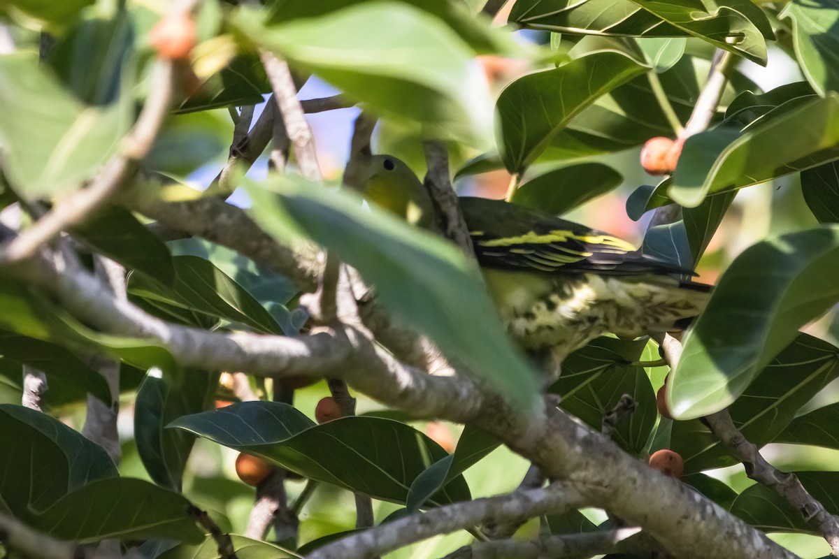 Gray-fronted Green-Pigeon - ML620478565