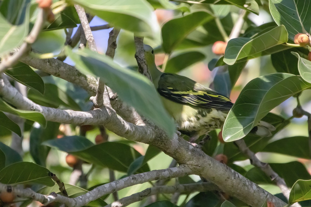 Gray-fronted Green-Pigeon - ML620478567