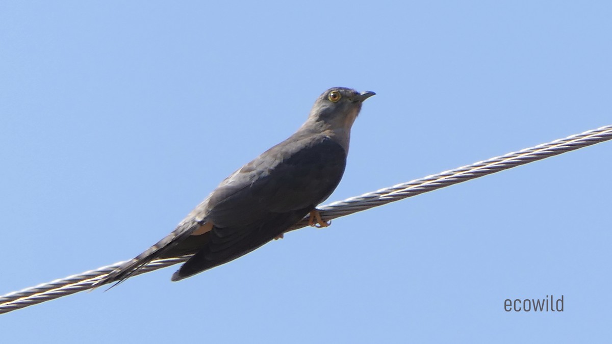 Common Hawk-Cuckoo - ML620478568