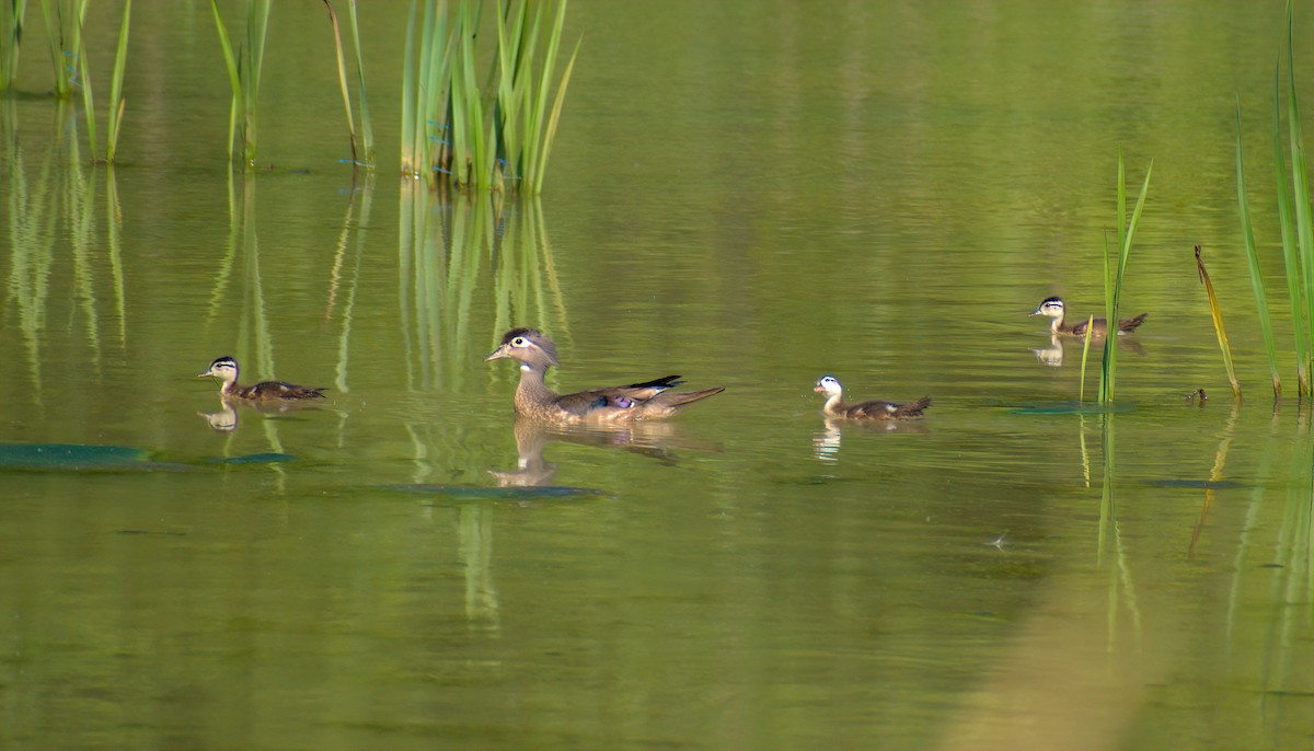 Wood Duck - ML620478569