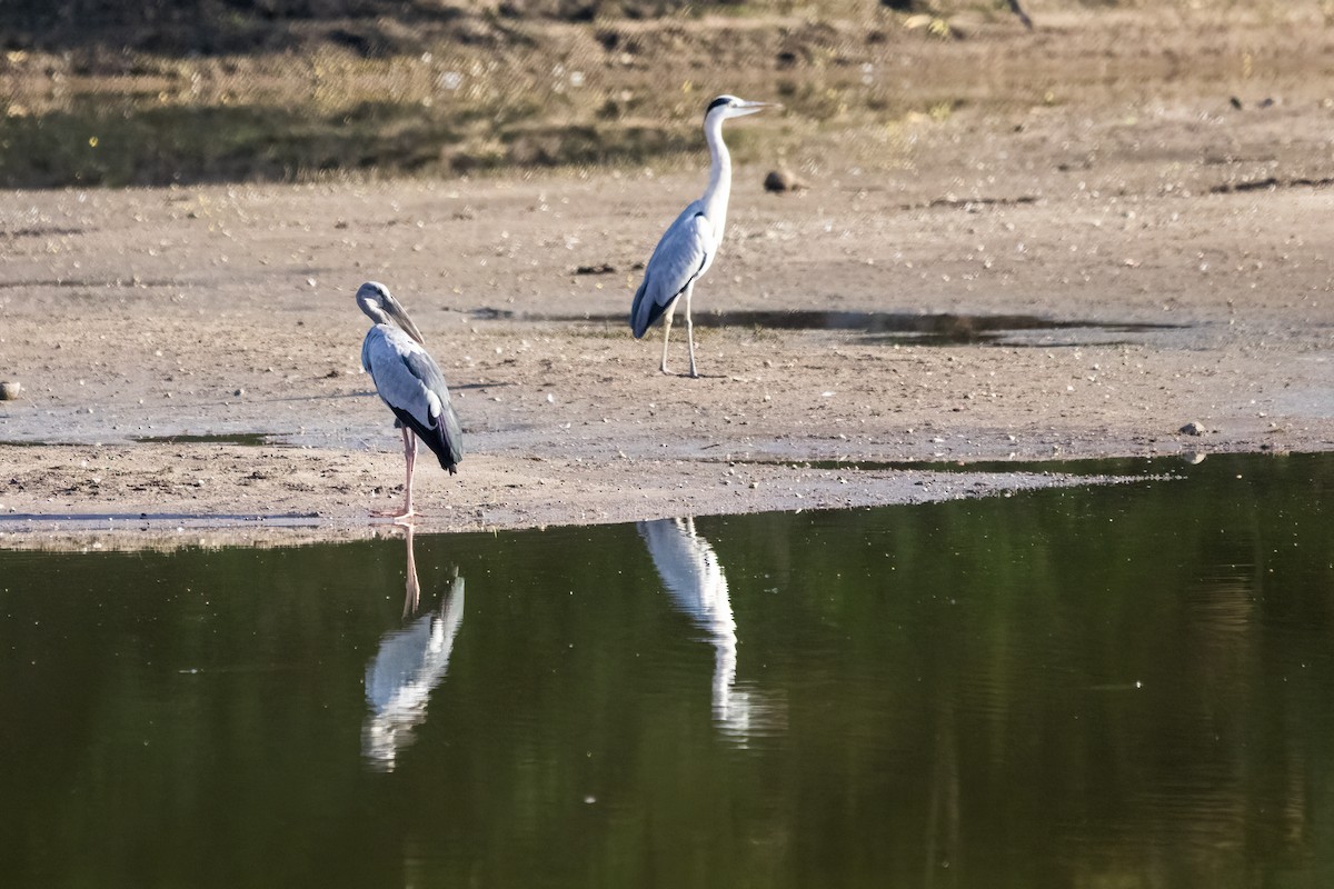 Asian Openbill - ML620478570