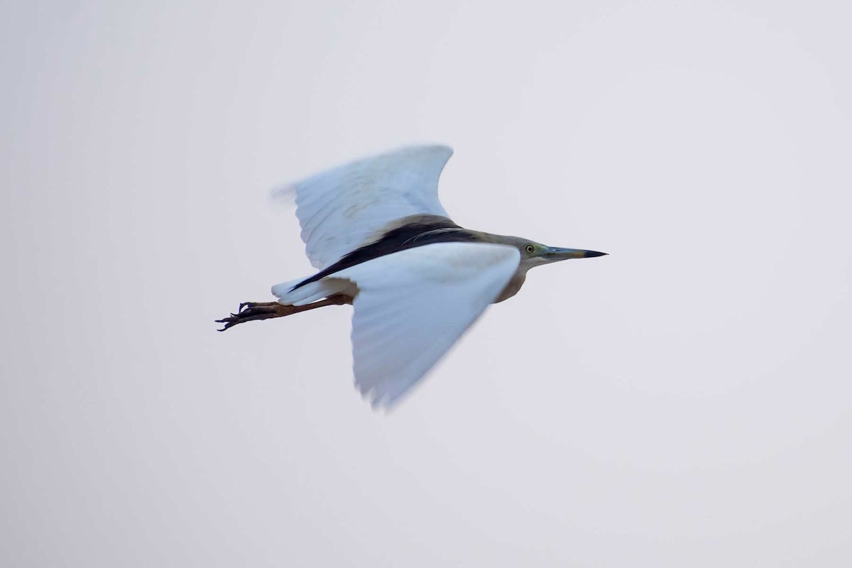 Indian Pond-Heron - ML620478571