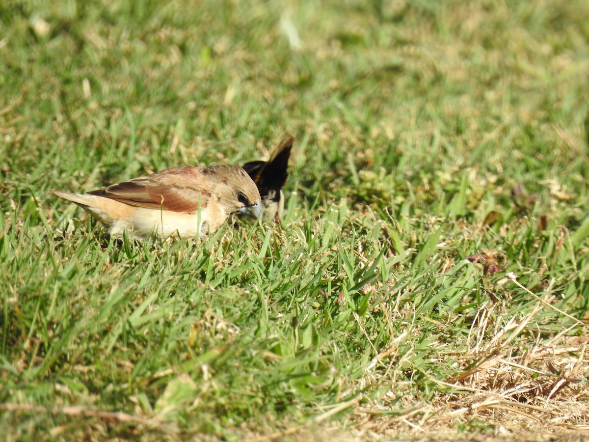 Chestnut-breasted Munia - ML620478576