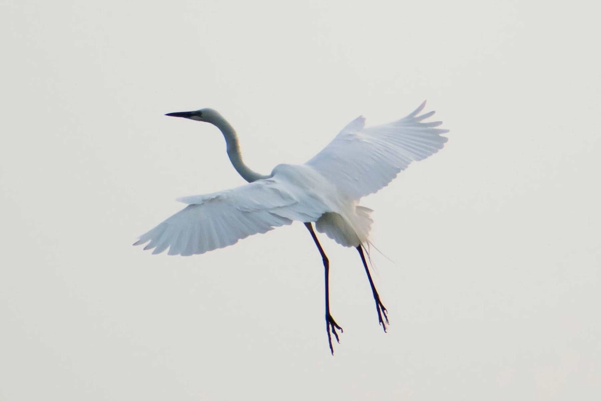 Great Egret - ML620478578