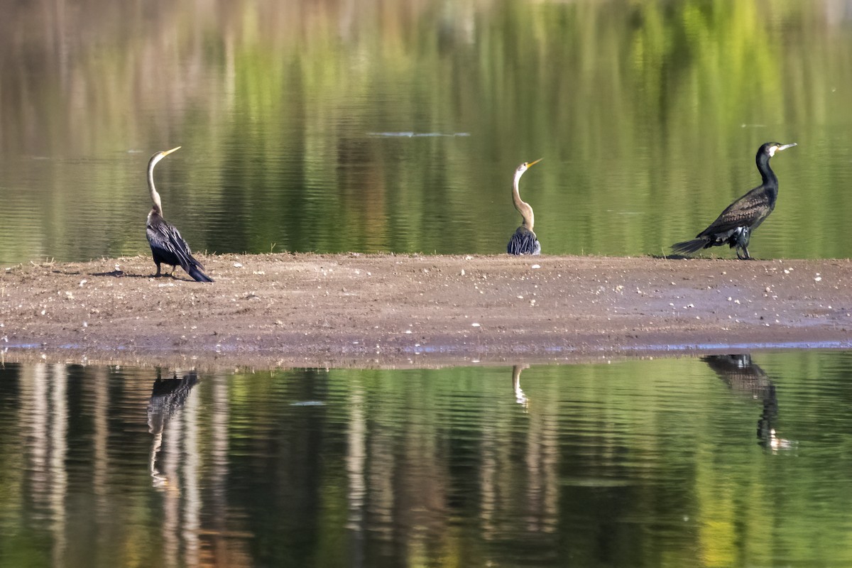 Anhinga Asiática - ML620478580