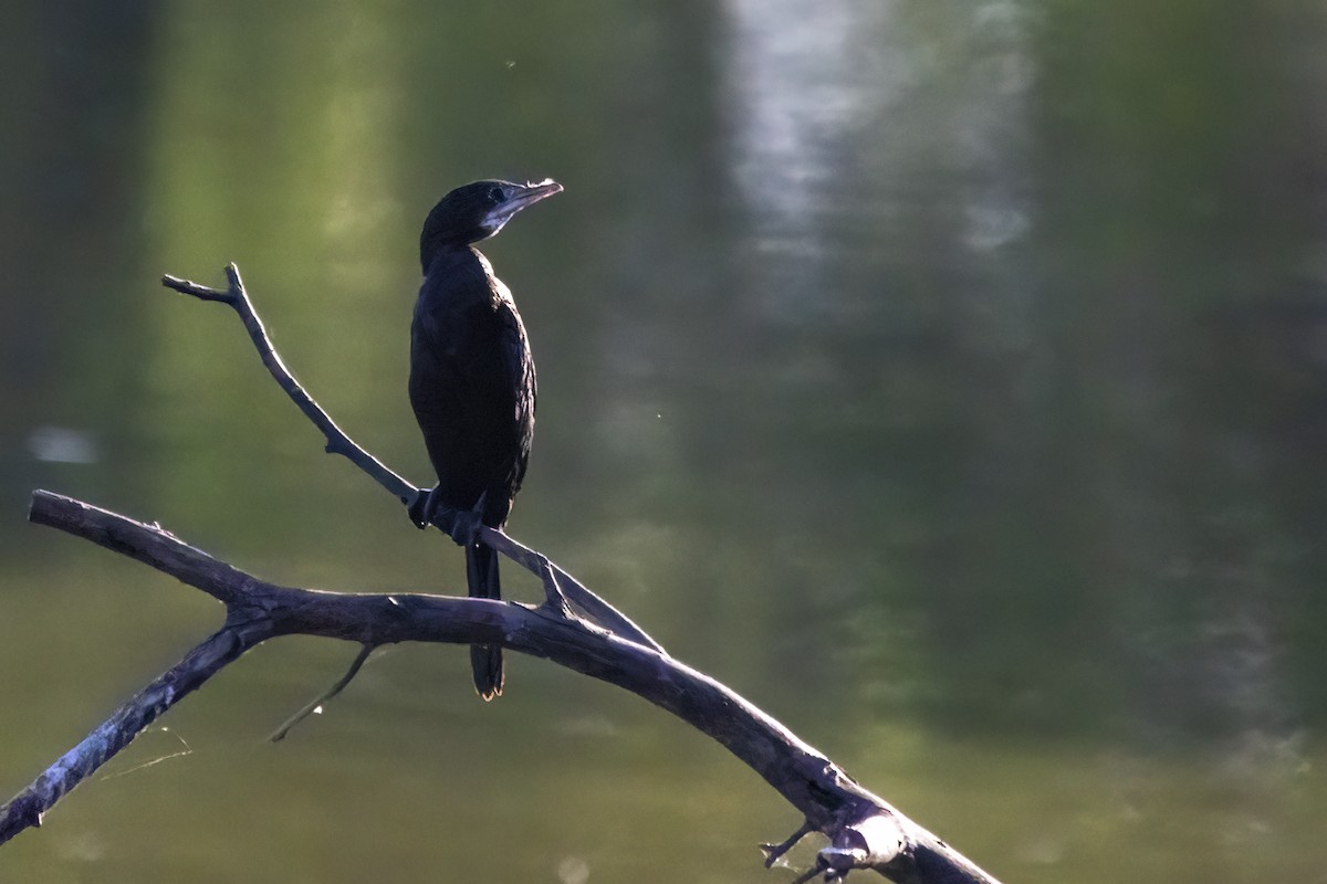 Little Cormorant - ML620478581