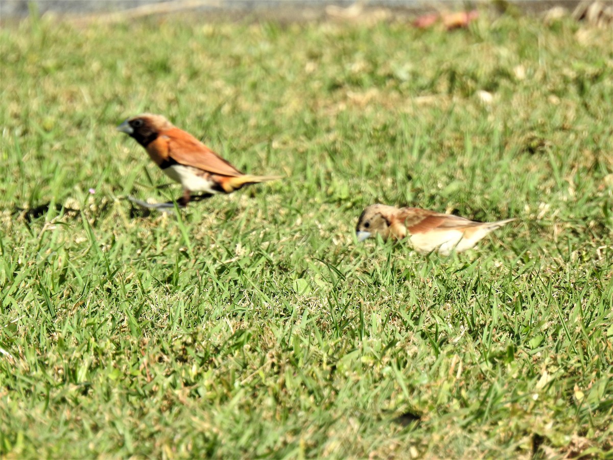 Chestnut-breasted Munia - ML620478583