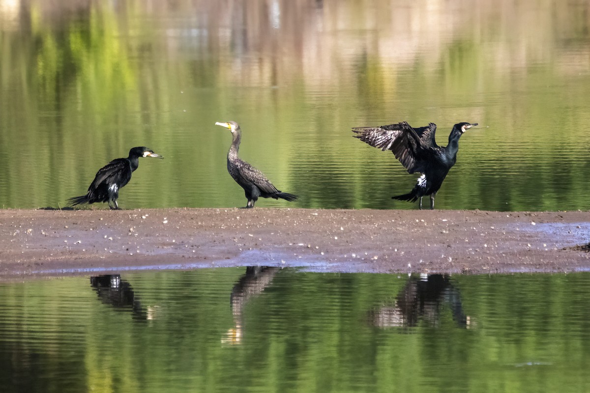 Great Cormorant - ML620478584