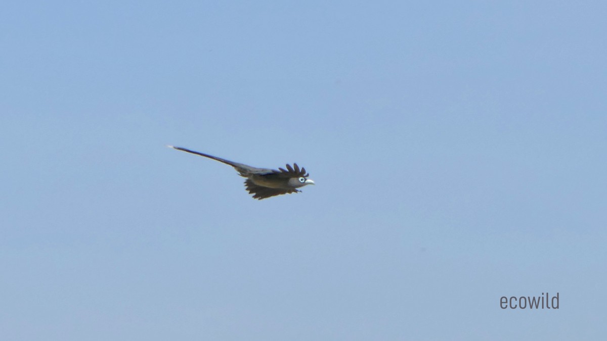 Blue-faced Malkoha - ML620478585