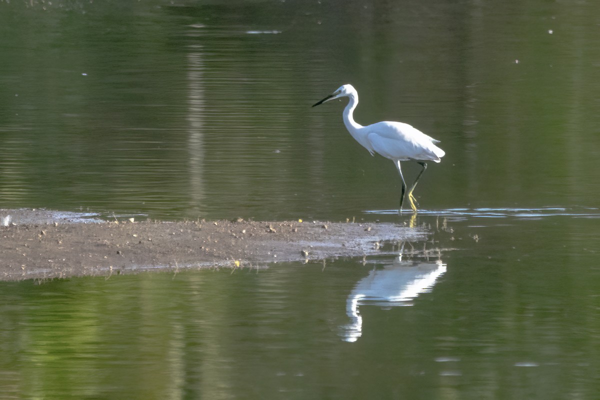 Little Egret - ML620478588