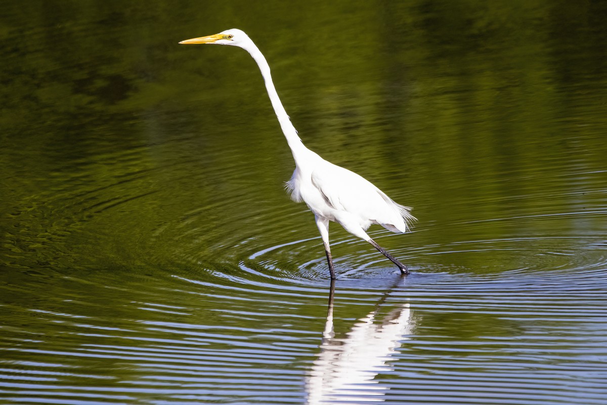 Great Egret - ML620478594