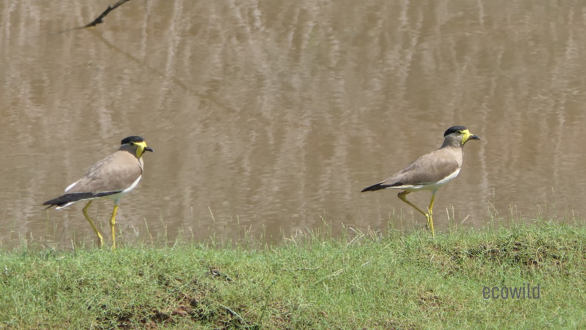 Yellow-wattled Lapwing - ML620478596