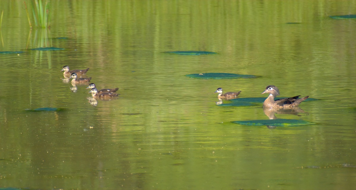 Wood Duck - ML620478598