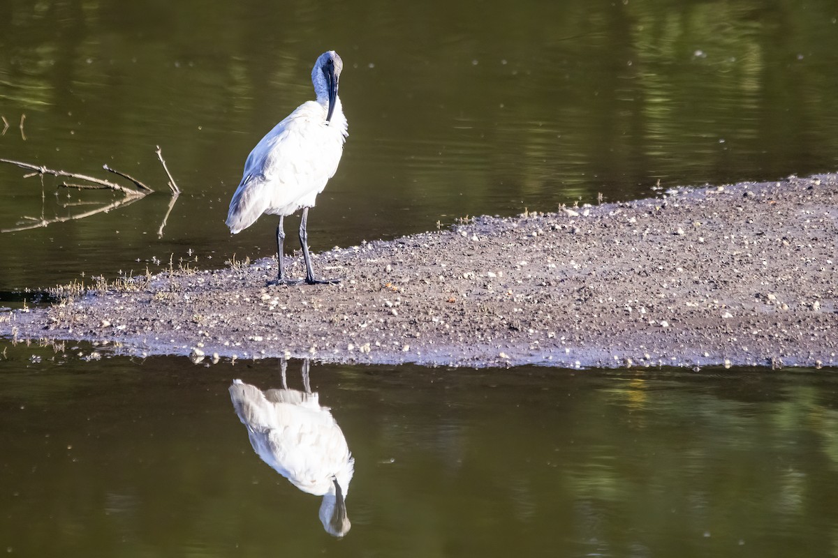 Ibis à tête noire - ML620478600