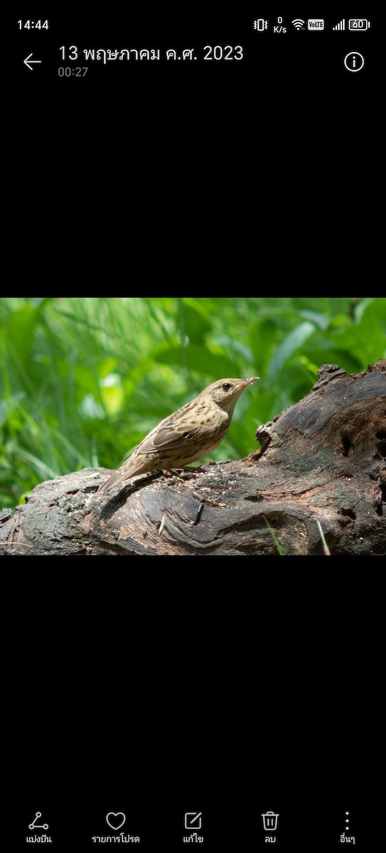 Lanceolated Warbler - ML620478601