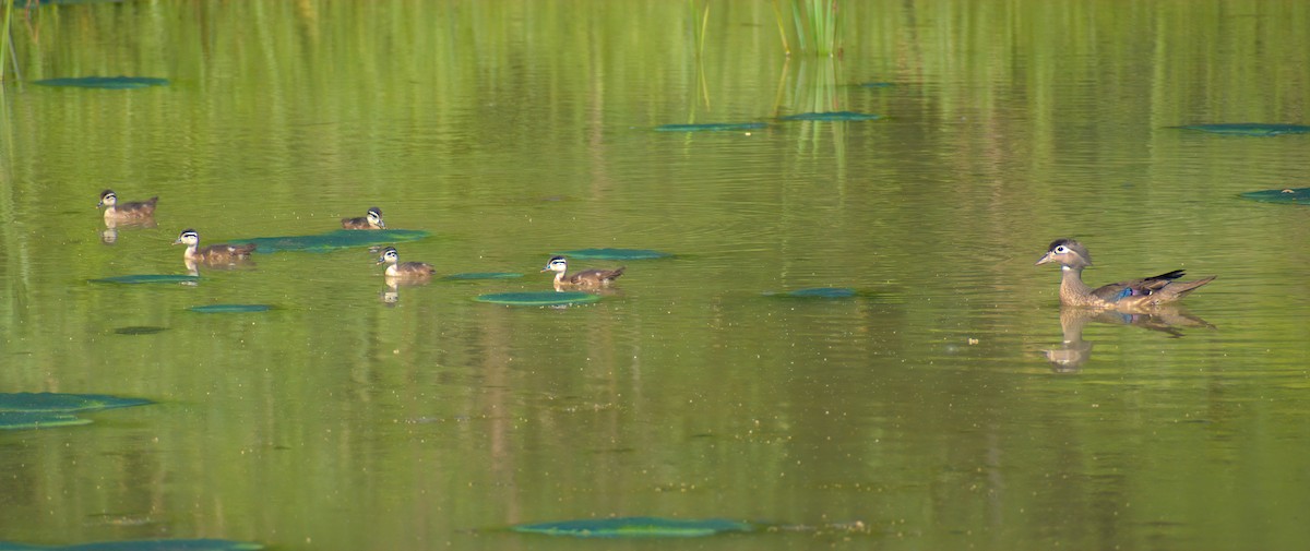 Wood Duck - ML620478605