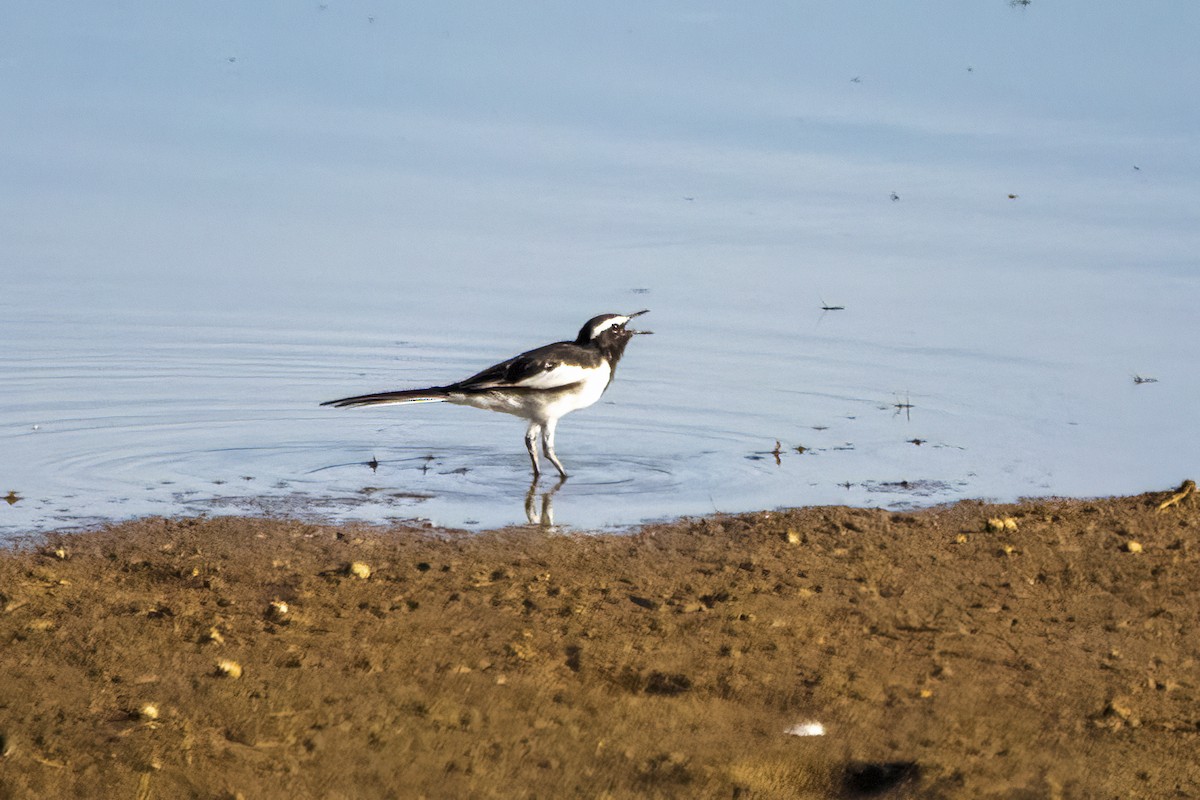 White-browed Wagtail - ML620478609