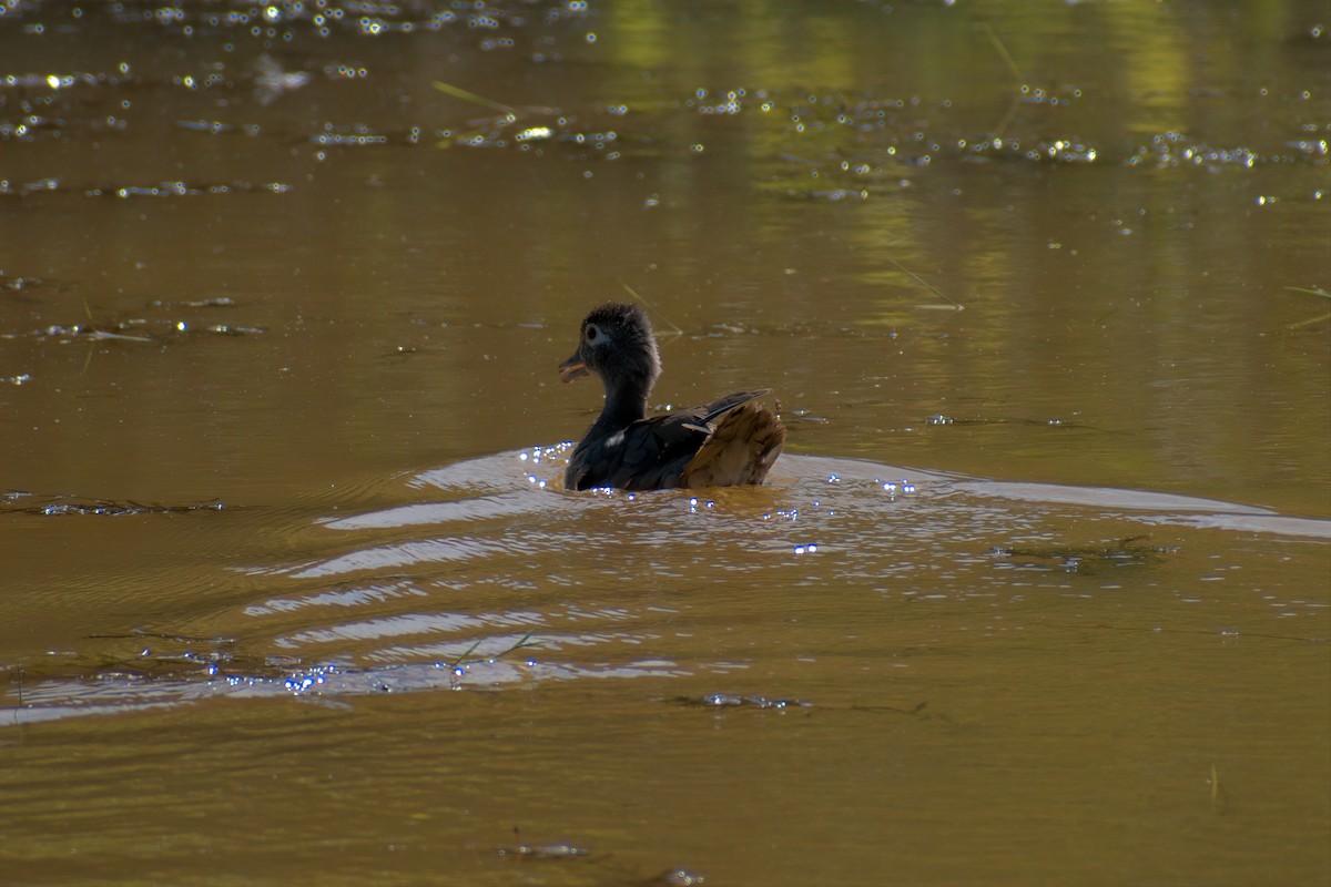 Wood Duck - ML620478610