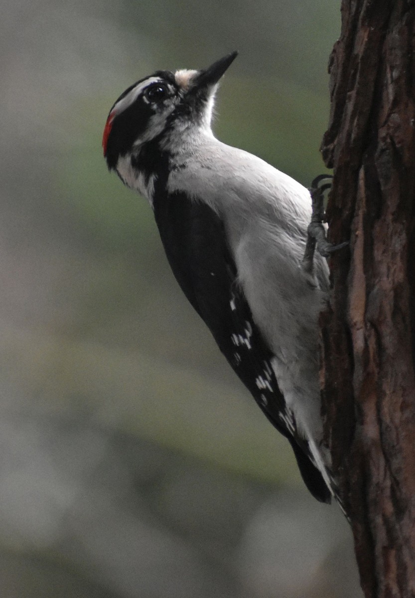 Downy Woodpecker - ML620478612