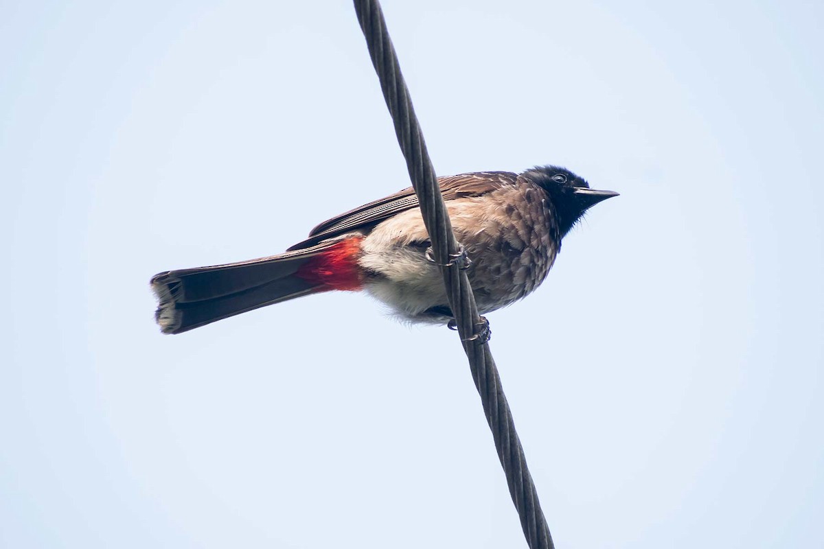 Red-vented Bulbul - ML620478614