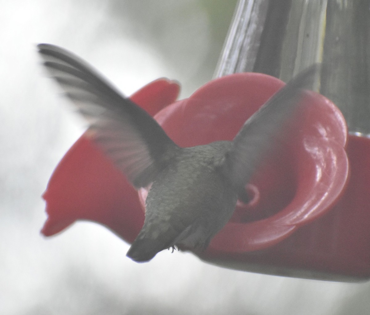 Anna's Hummingbird - ML620478615