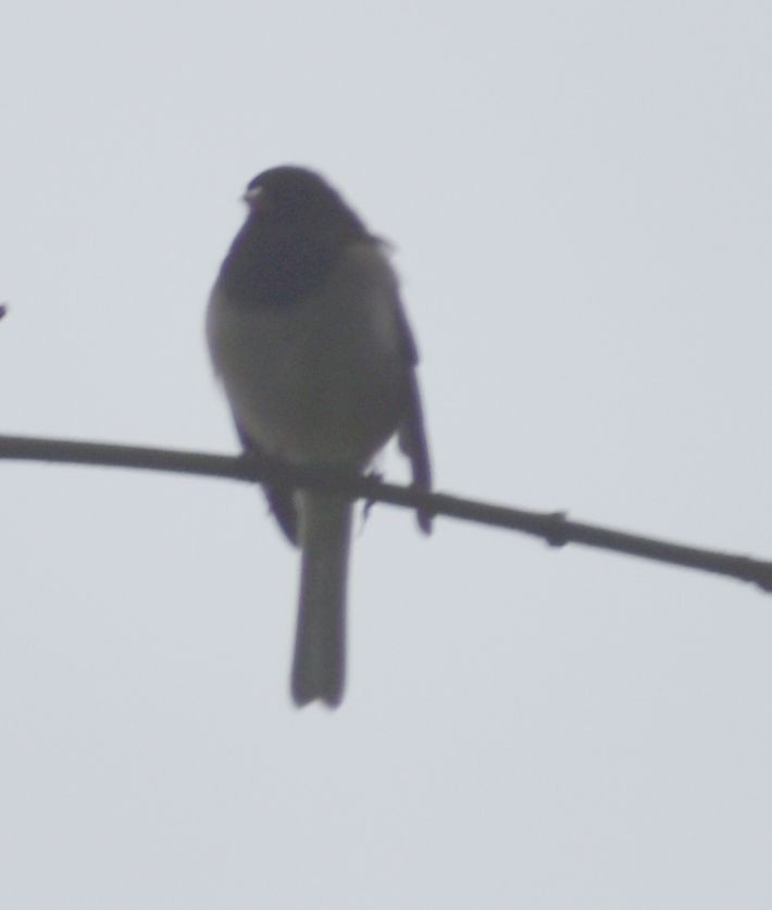 Dark-eyed Junco - Sally Anderson