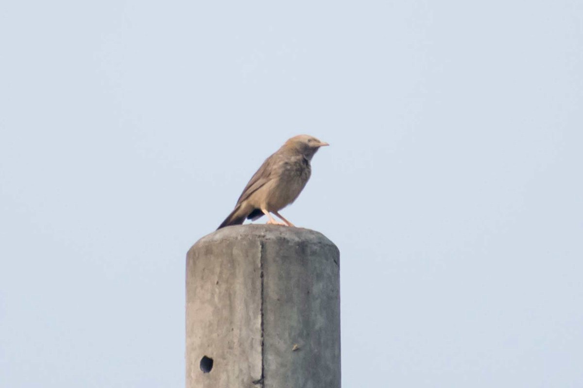 Yellow-billed Babbler - ML620478619