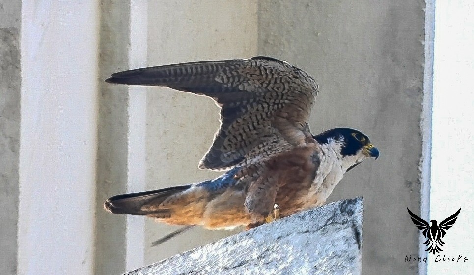 Peregrine Falcon (Shaheen) - ML620478620