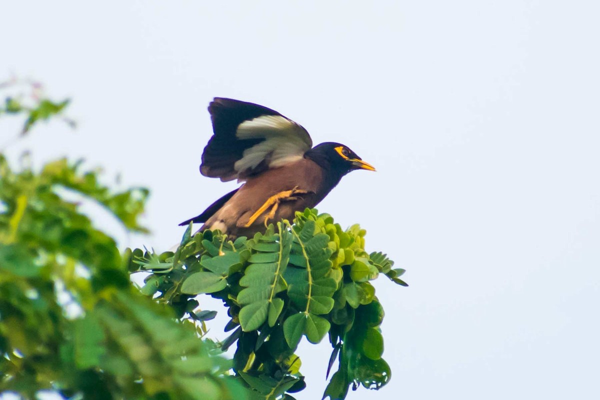 Common Myna - ML620478623