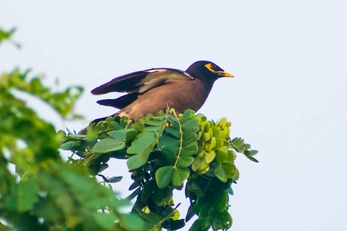 Common Myna - ML620478624