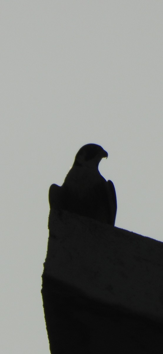 Peregrine Falcon (Shaheen) - Shreyas Ramanan