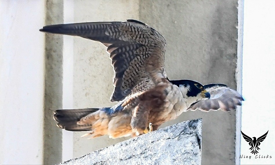 Peregrine Falcon (Shaheen) - ML620478632