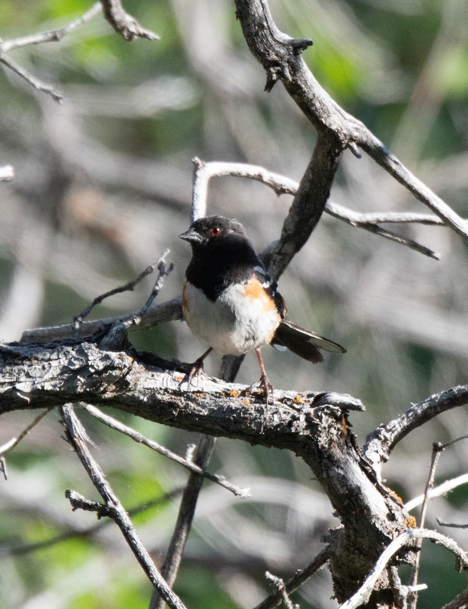 Spotted Towhee - ML620478635