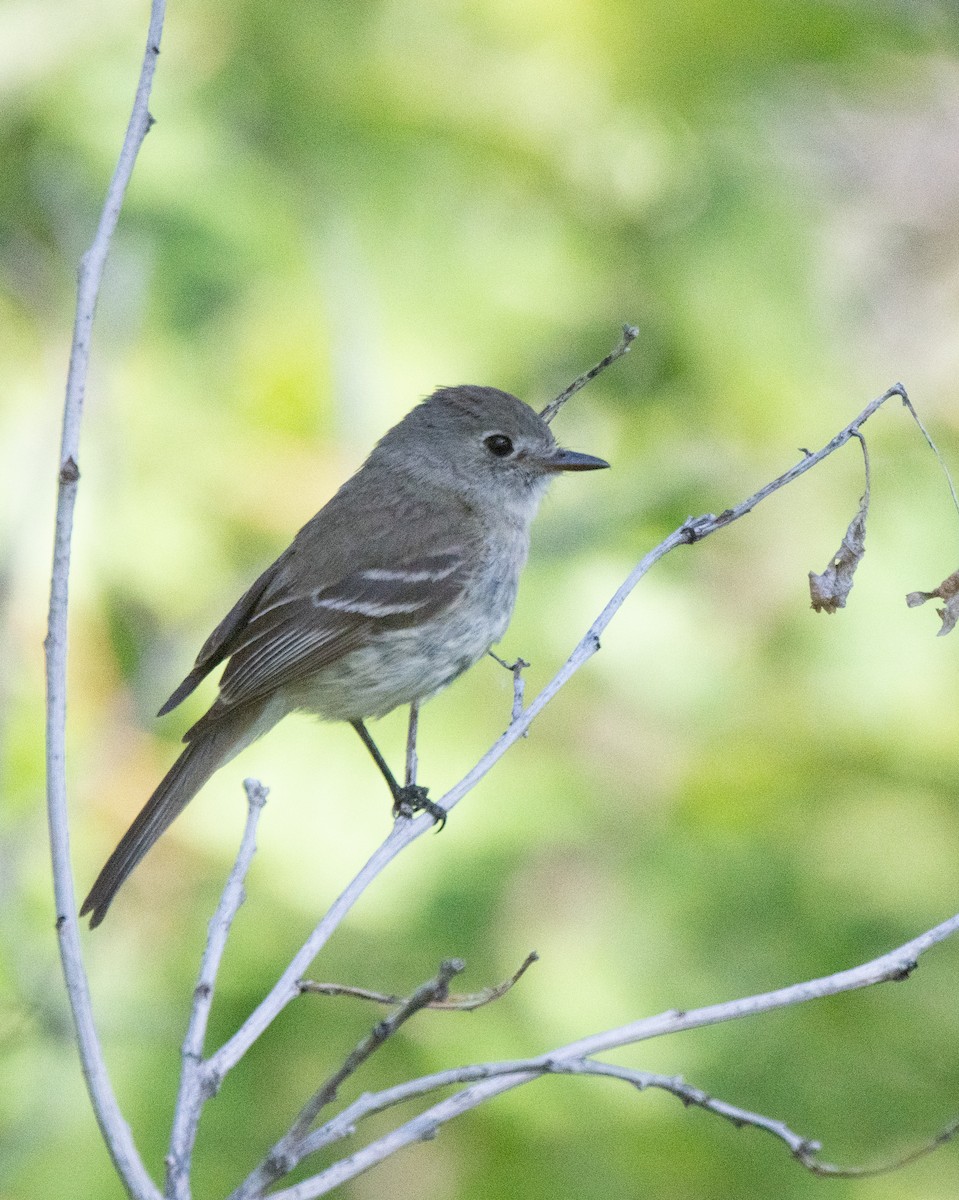 Dusky Flycatcher - ML620478639