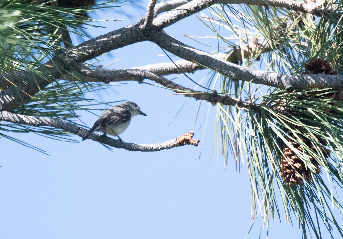 Plumbeous Vireo - ML620478641