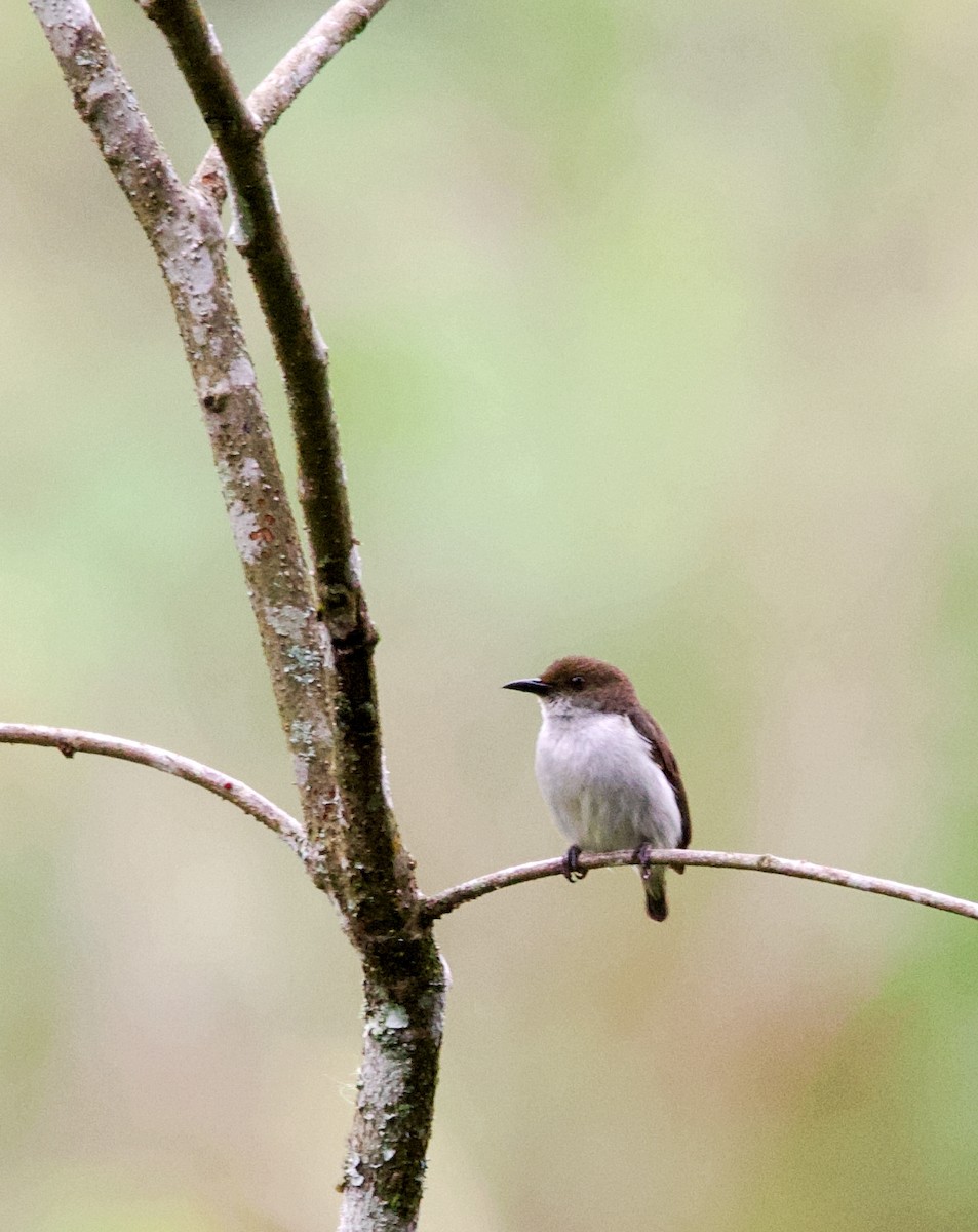 White-bellied Flowerpecker - ML620478646