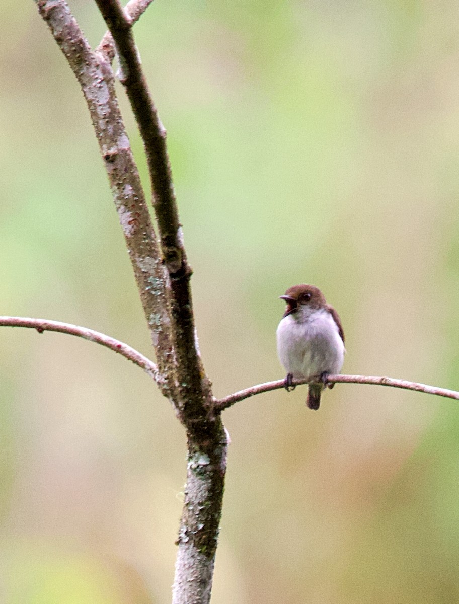 White-bellied Flowerpecker - ML620478648