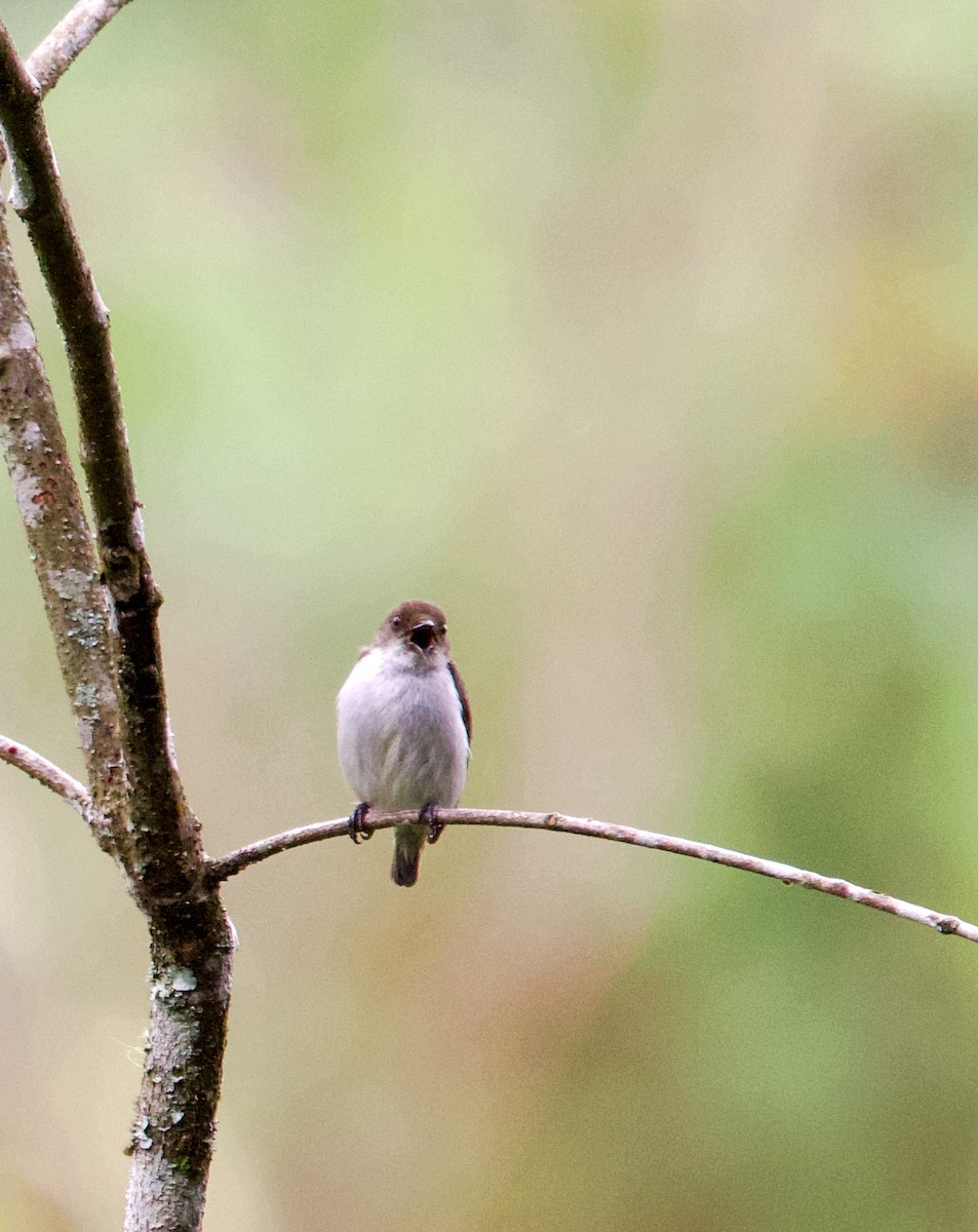 White-bellied Flowerpecker - Robert Cortes