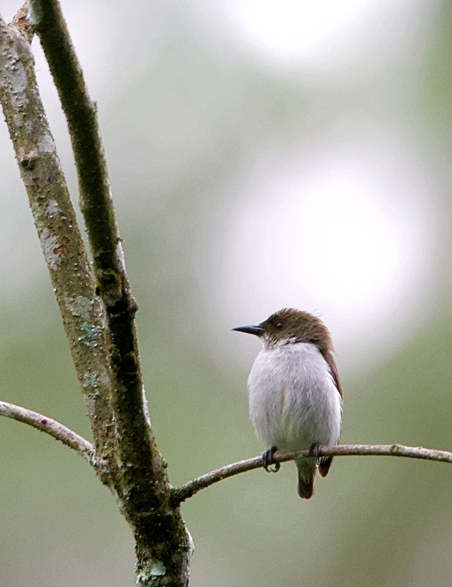 White-bellied Flowerpecker - ML620478651