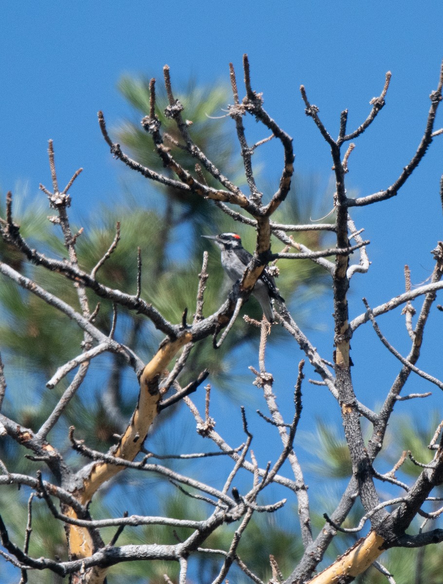 Hairy Woodpecker - ML620478659