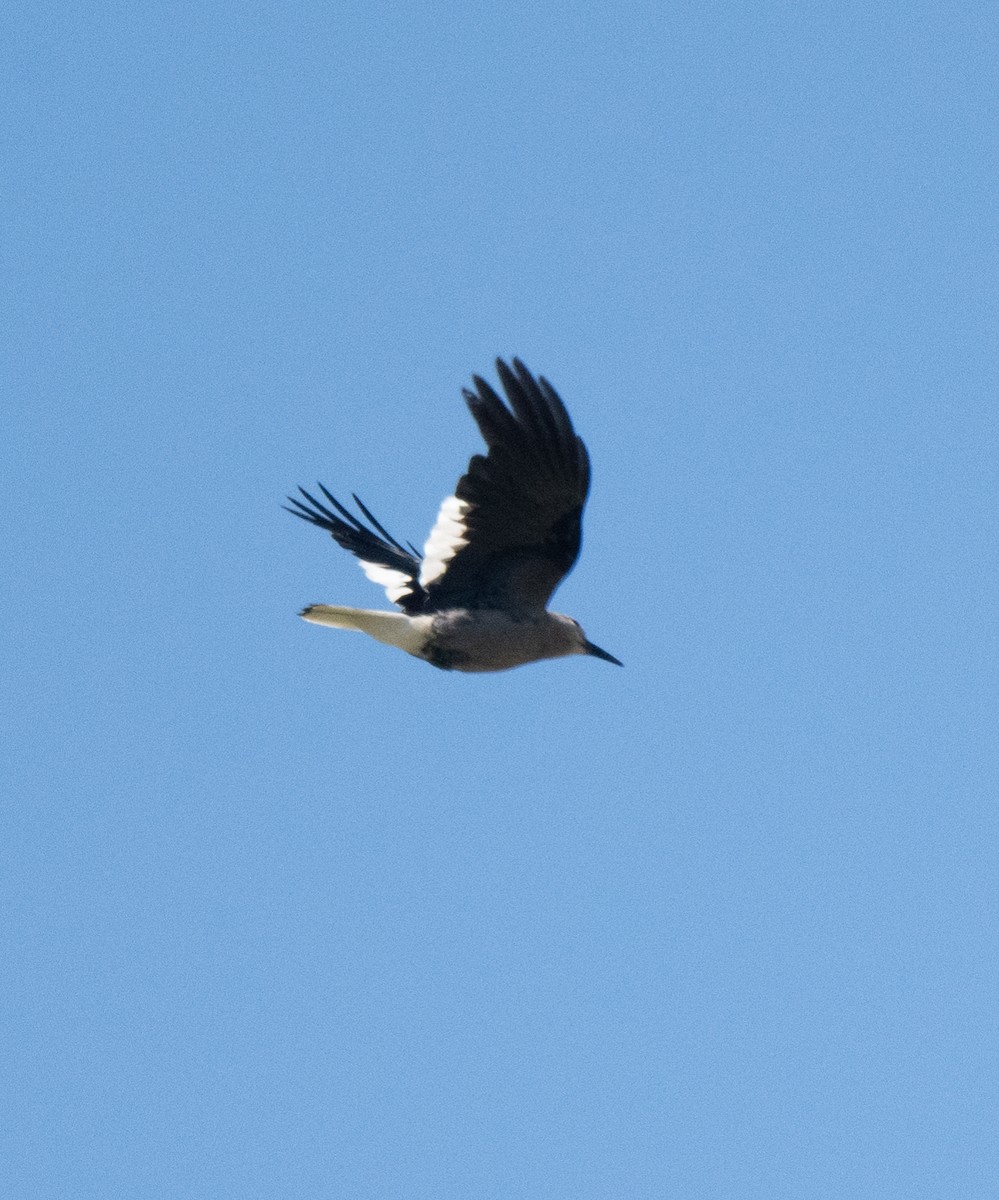 Clark's Nutcracker - ML620478663