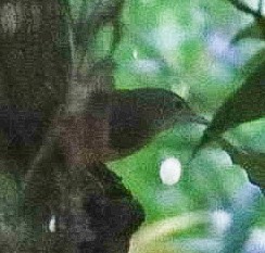 Macleay's Honeyeater - ML620478675