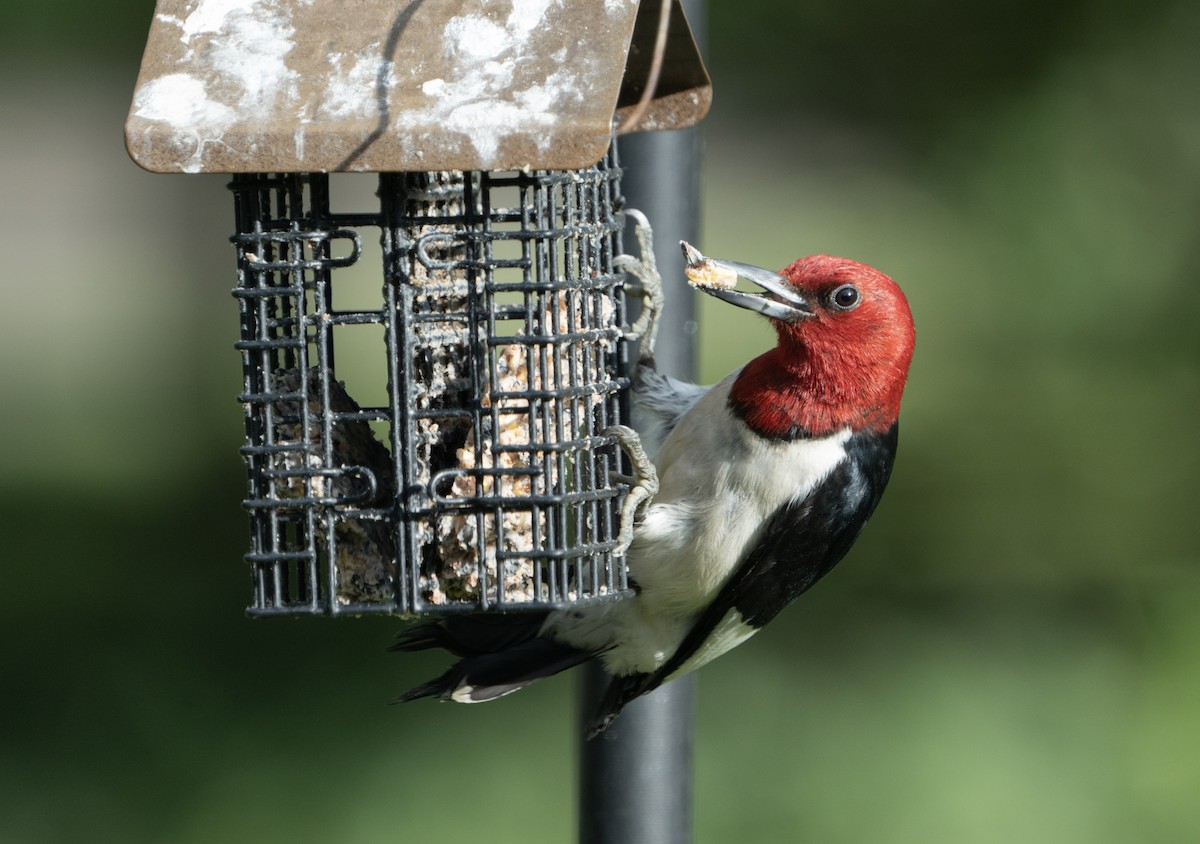 Red-headed Woodpecker - Justin Labadie